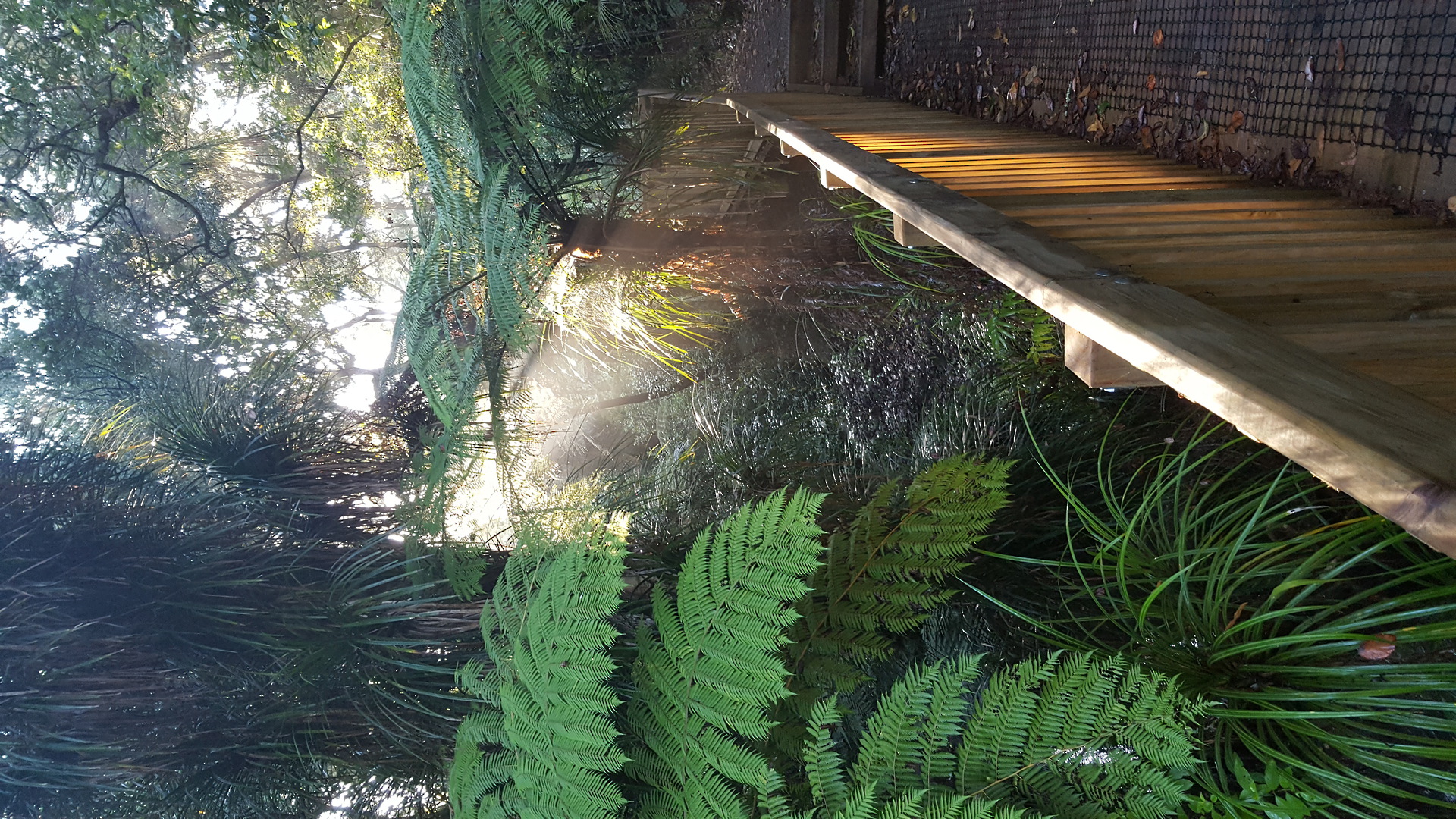 Inner City Rain-forest Wai Manawa (Le Roys Bush) image 0